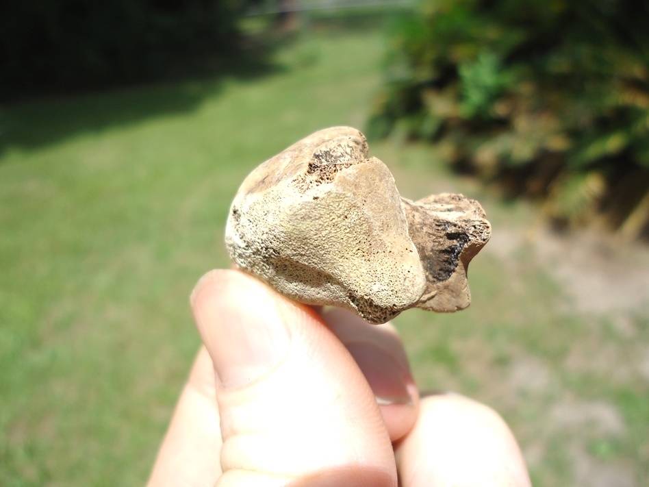 Large image 3 Top Quality Alligator Astragalus