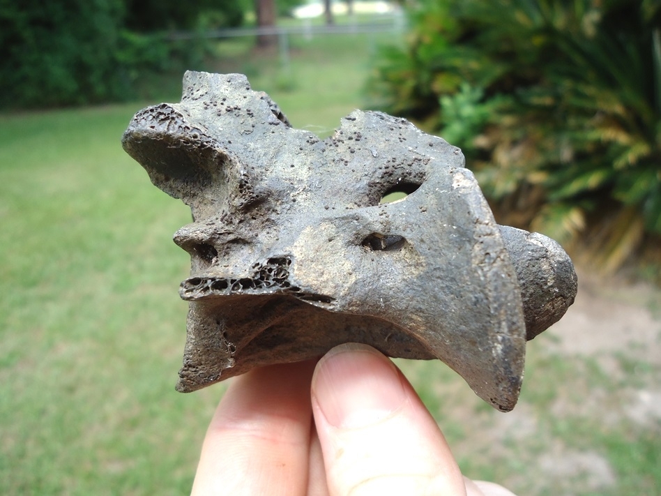 Large image 1 Uncommon Deer Axis Vertebra