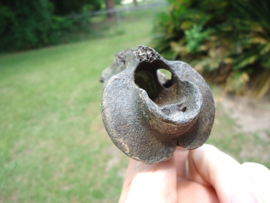 Large image 2 Uncommon Deer Axis Vertebra