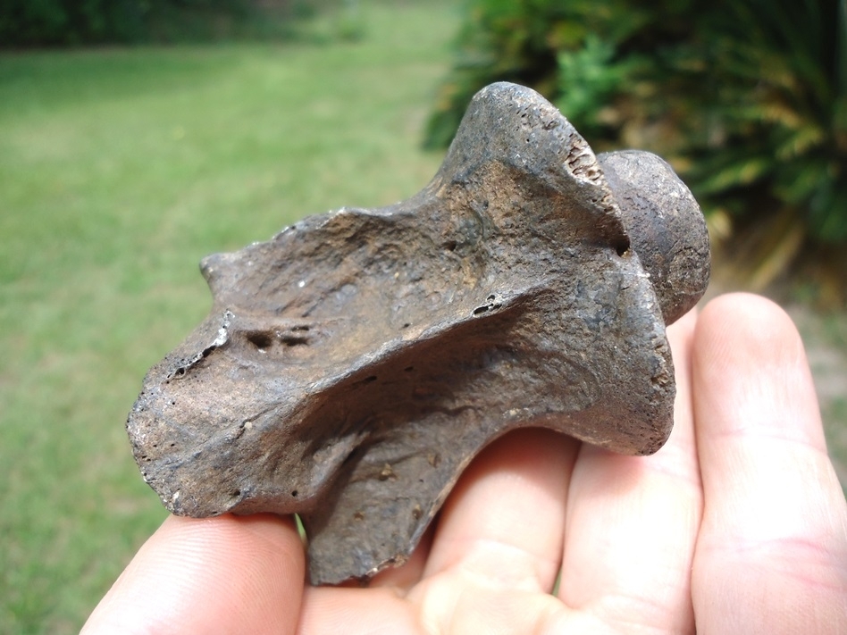 Large image 3 Uncommon Deer Axis Vertebra