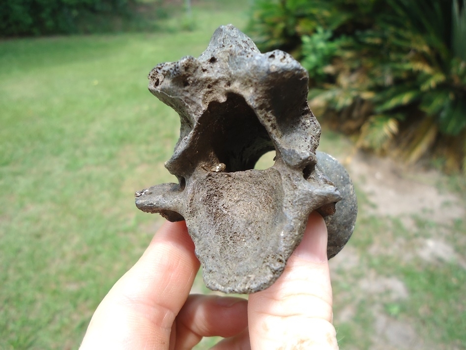 Large image 4 Uncommon Deer Axis Vertebra