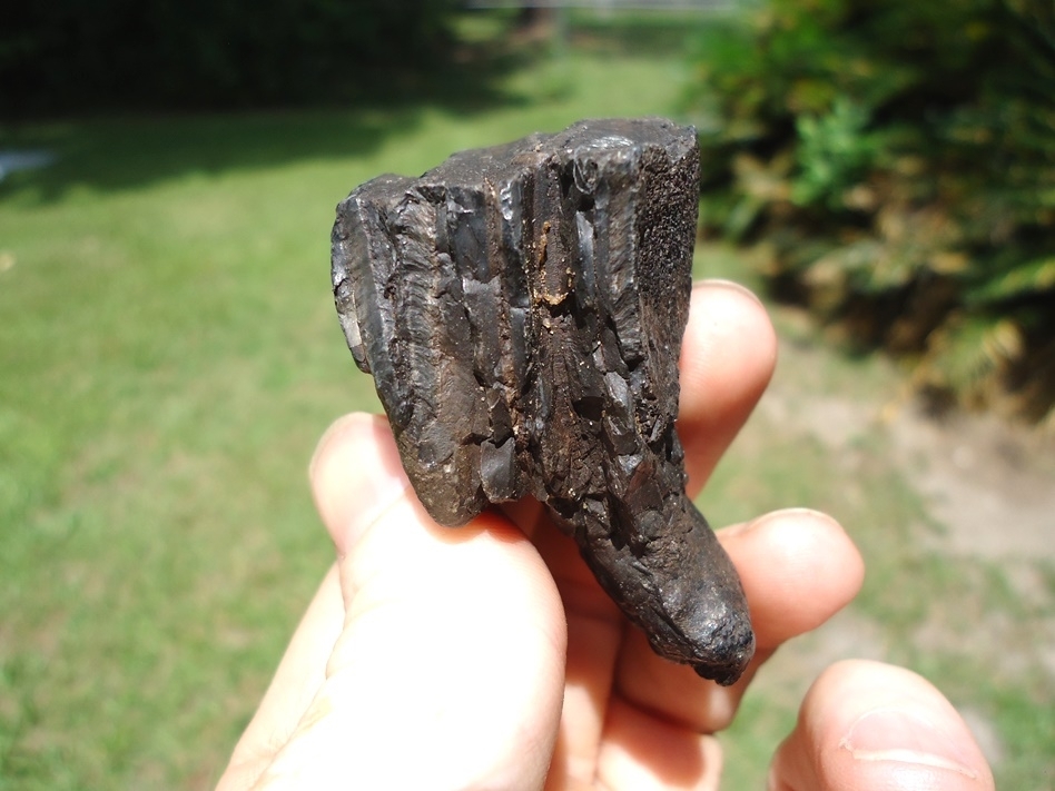 Large image 2 Bargain Rooted Partial Mammoth Tooth