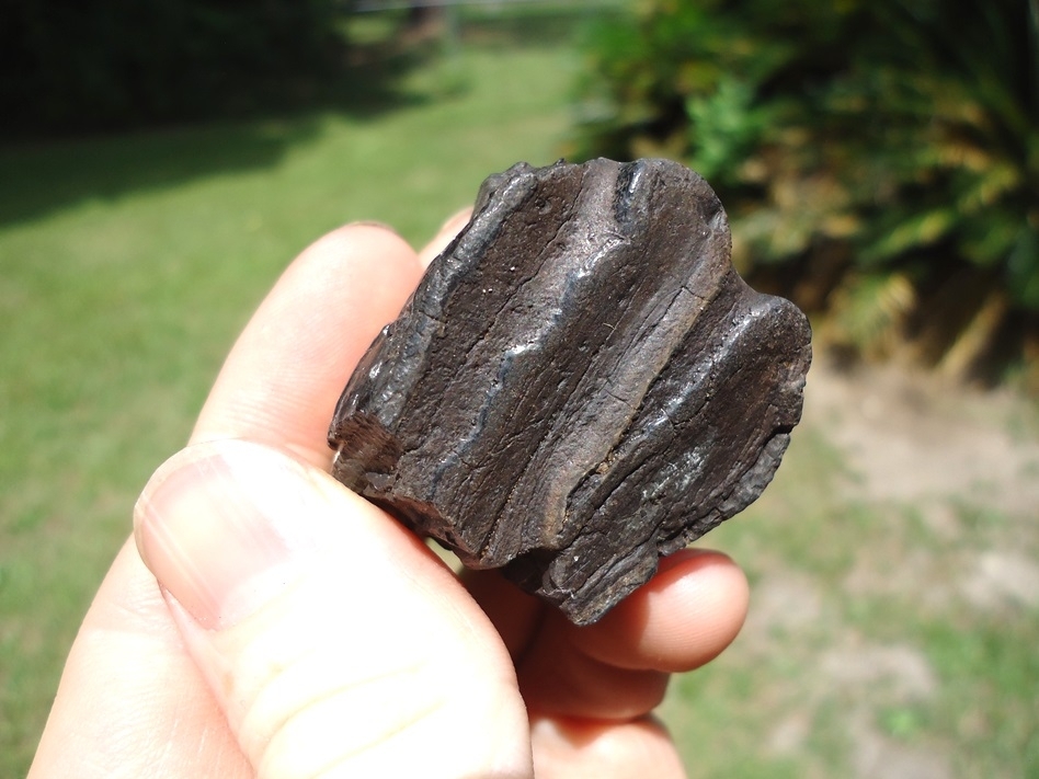 Large image 4 Bargain Rooted Partial Mammoth Tooth
