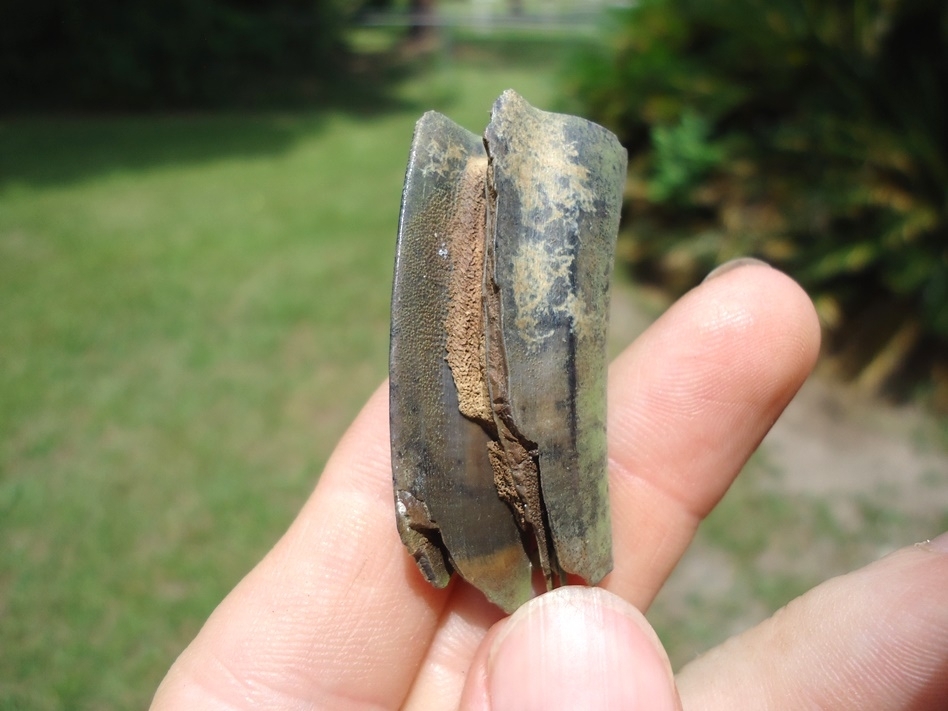 Large image 1 Choice Capybara Tooth
