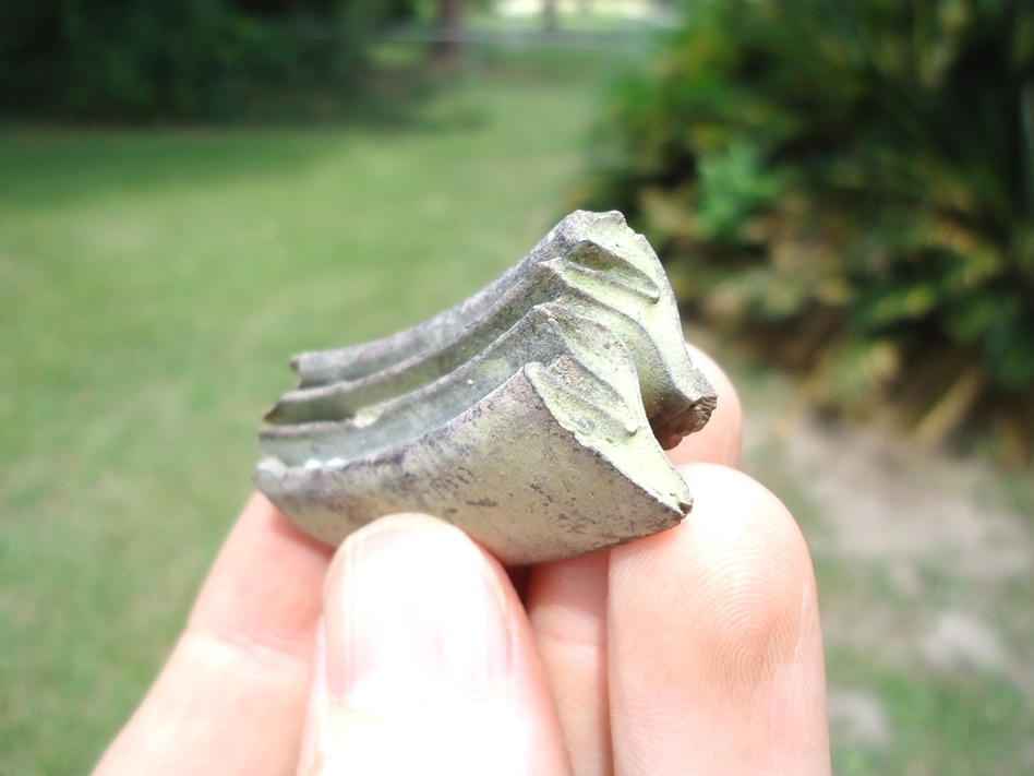 Large image 2 Choice Capybara Tooth