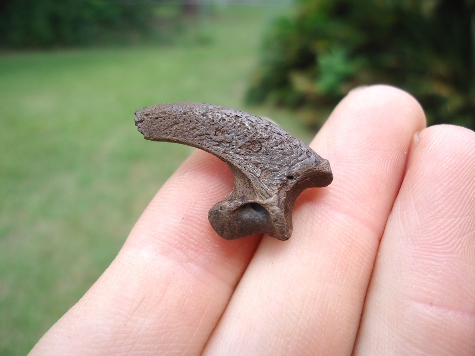 Large image 1 Bargain Bald Eagle Claw Core