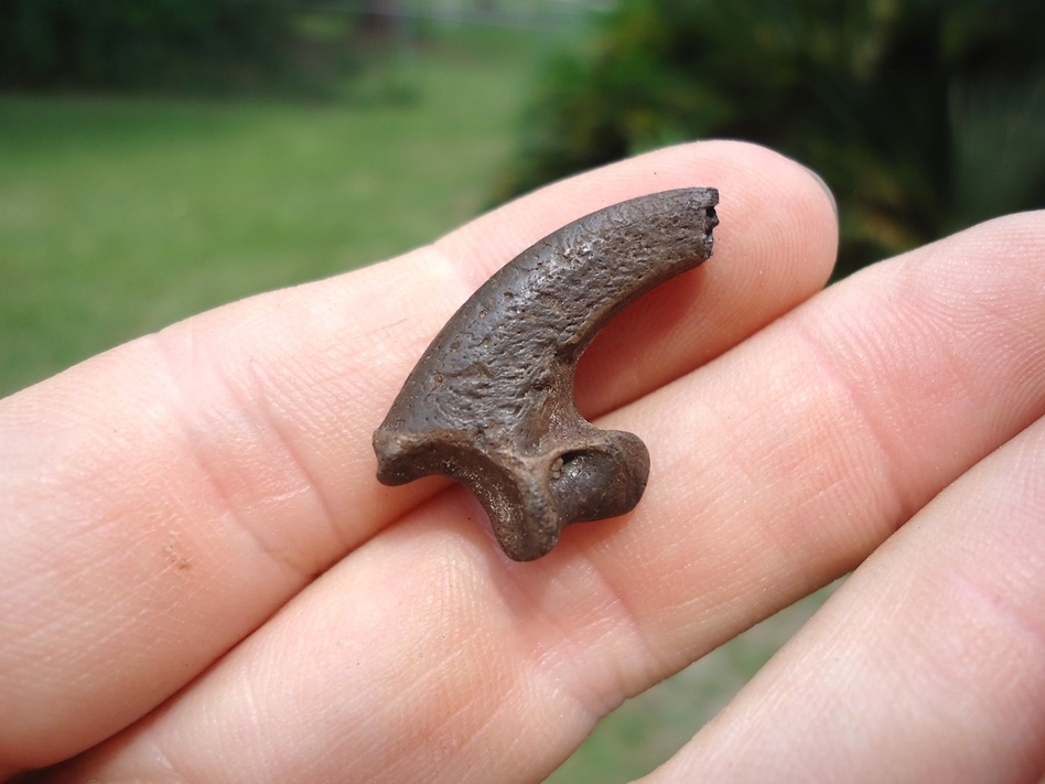 Large image 2 Bargain Bald Eagle Claw Core