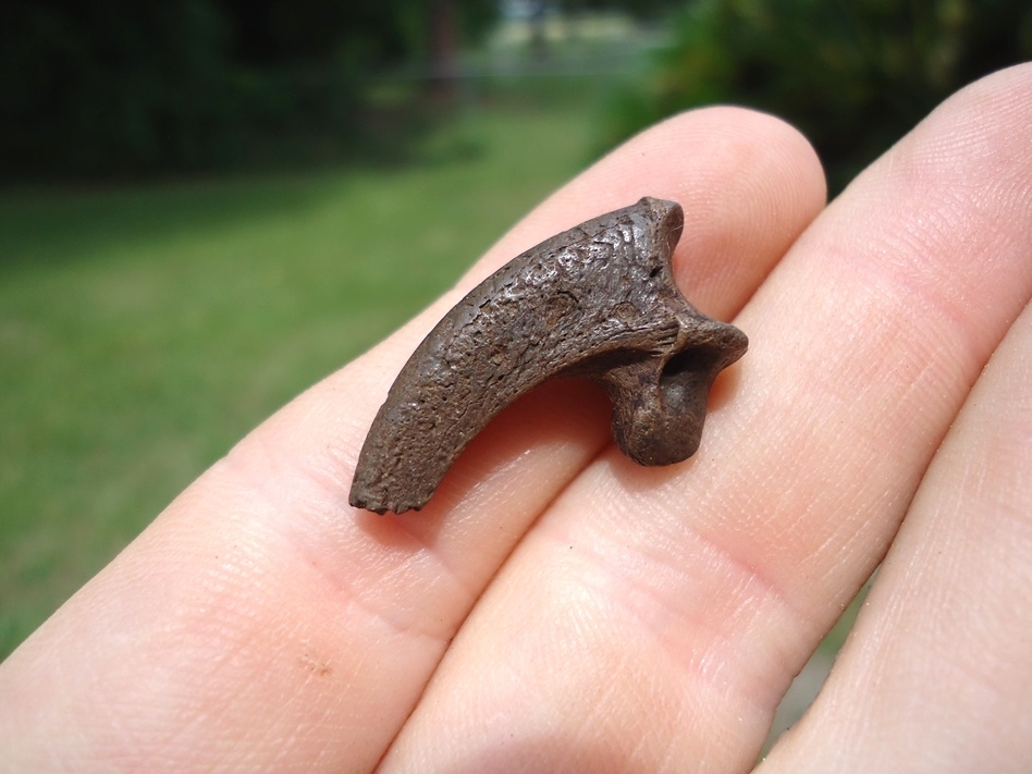 Large image 3 Bargain Bald Eagle Claw Core