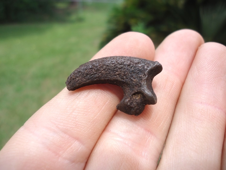 Large image 1 Bargain Bald Eagle Claw Core