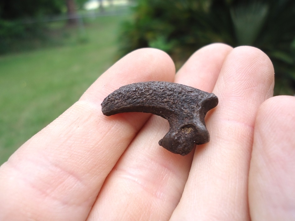 Large image 3 Bargain Bald Eagle Claw Core