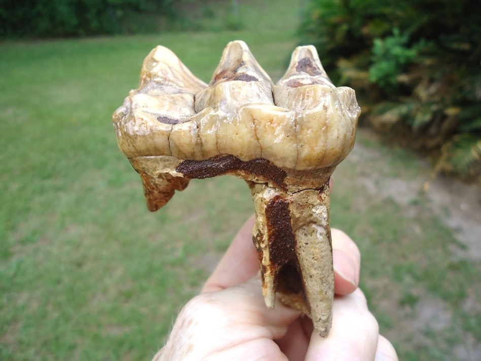 Large image 1 Gorgeous Pearl Colored Juvenile Mastodon Tooth