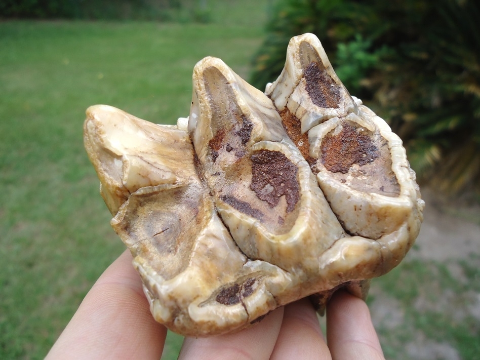 Large image 2 Gorgeous Pearl Colored Juvenile Mastodon Tooth
