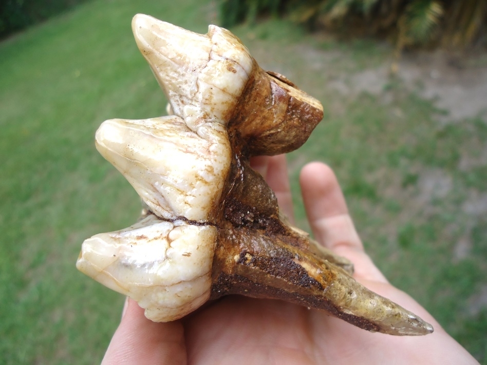 Large image 3 Gorgeous Pearl Colored Juvenile Mastodon Tooth