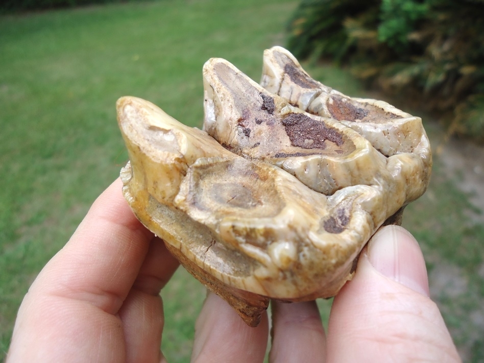 Large image 4 Gorgeous Pearl Colored Juvenile Mastodon Tooth