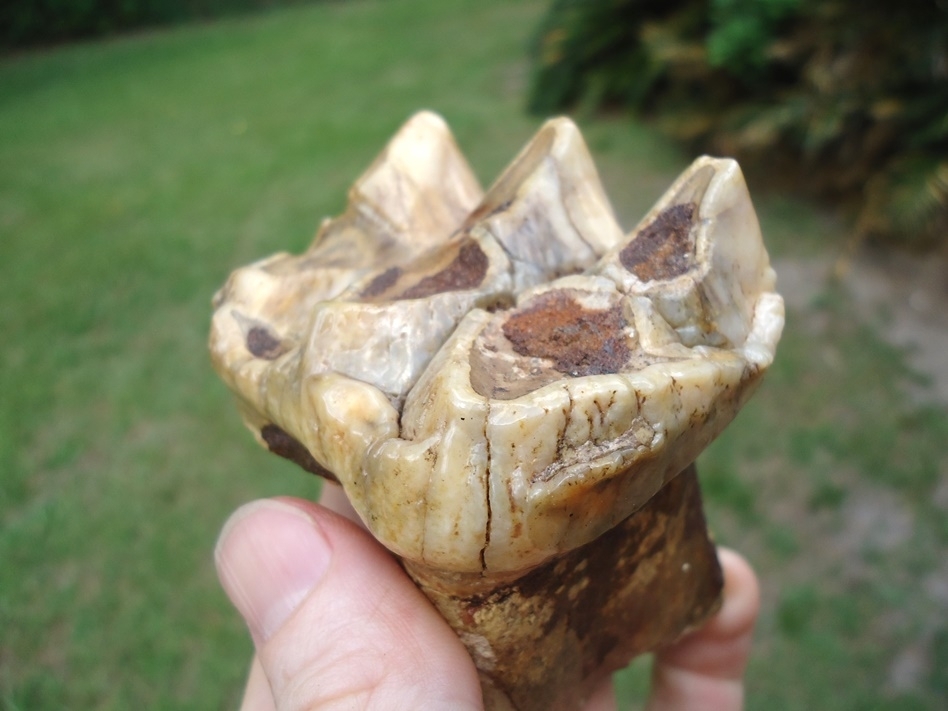 Large image 5 Gorgeous Pearl Colored Juvenile Mastodon Tooth