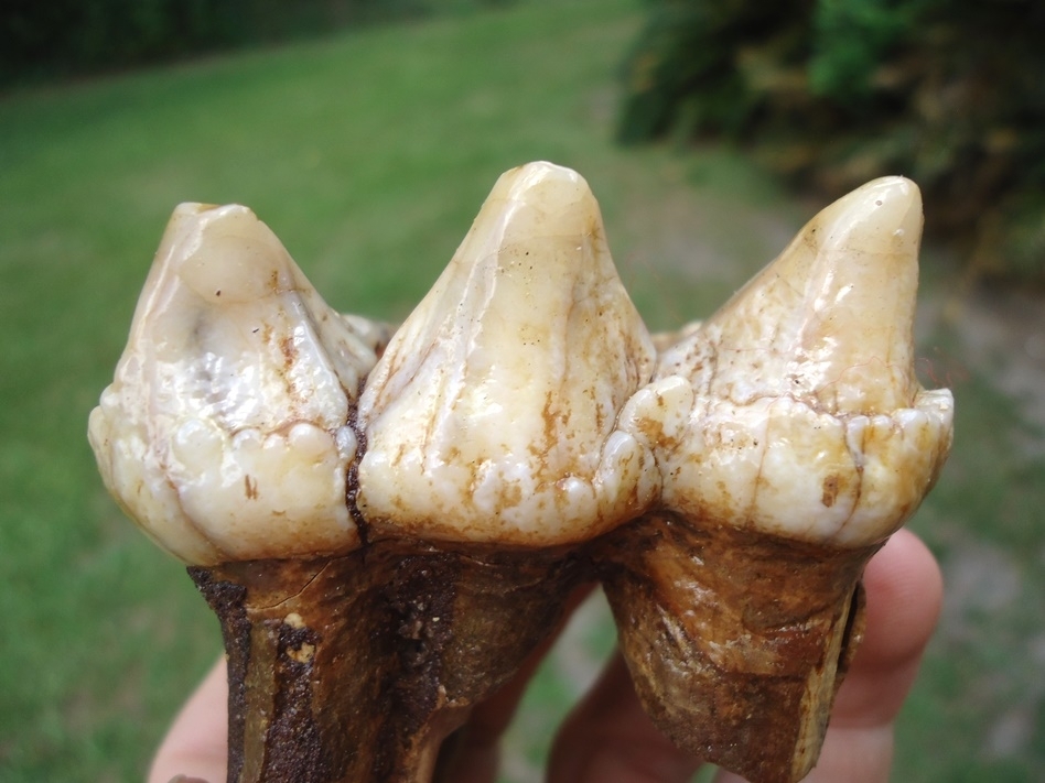 Large image 6 Gorgeous Pearl Colored Juvenile Mastodon Tooth