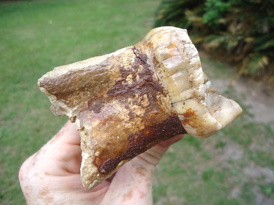 Large image 8 Gorgeous Pearl Colored Juvenile Mastodon Tooth