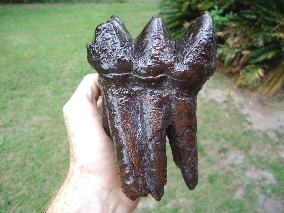 Large image 1 Museum Quality Fully Rooted Mastodon Tooth