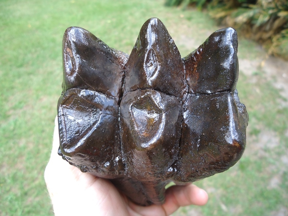 Large image 2 Museum Quality Fully Rooted Mastodon Tooth