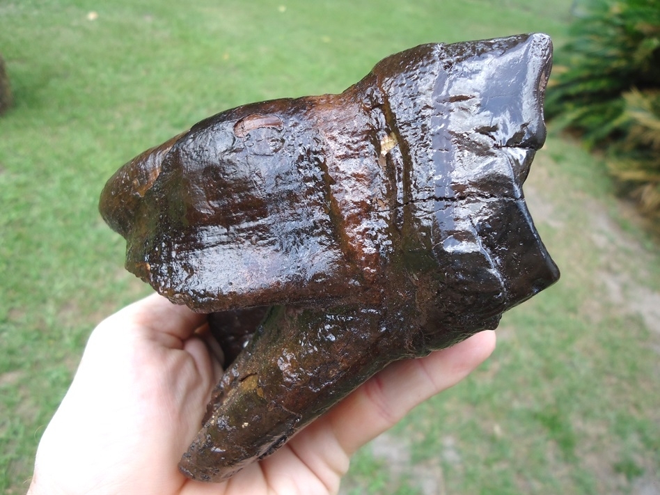 Large image 3 Museum Quality Fully Rooted Mastodon Tooth