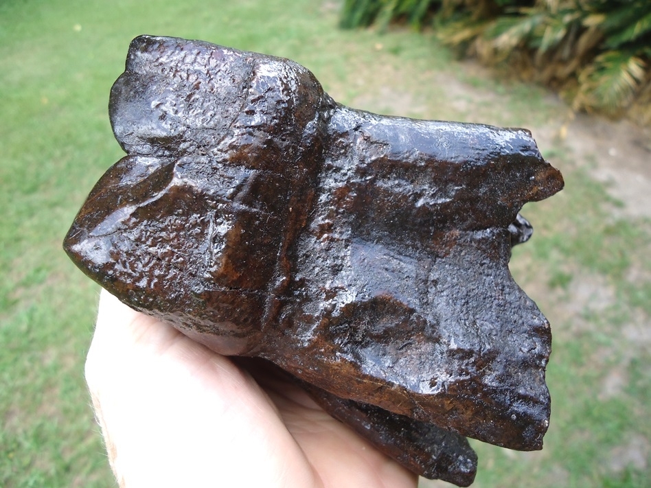 Large image 4 Museum Quality Fully Rooted Mastodon Tooth