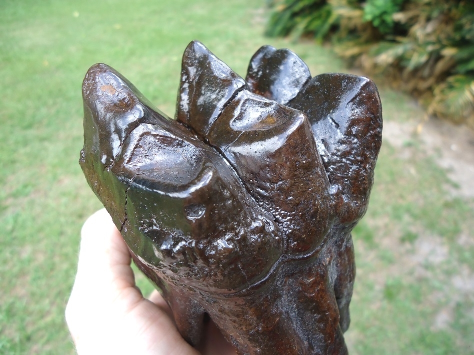 Large image 5 Museum Quality Fully Rooted Mastodon Tooth