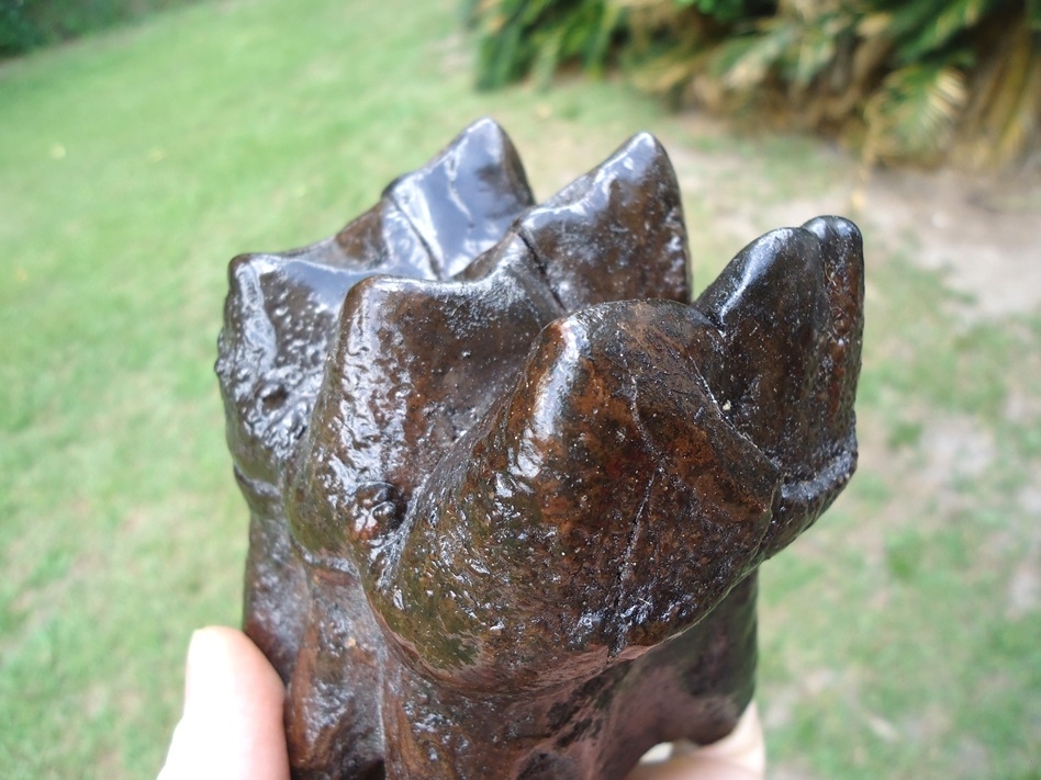 Large image 6 Museum Quality Fully Rooted Mastodon Tooth