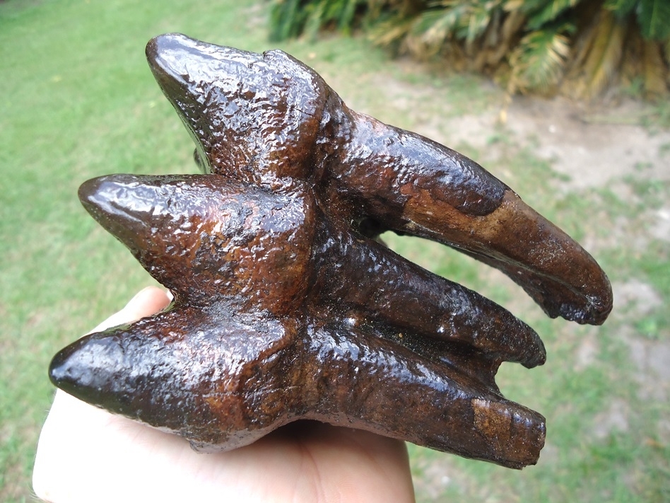 Large image 7 Museum Quality Fully Rooted Mastodon Tooth