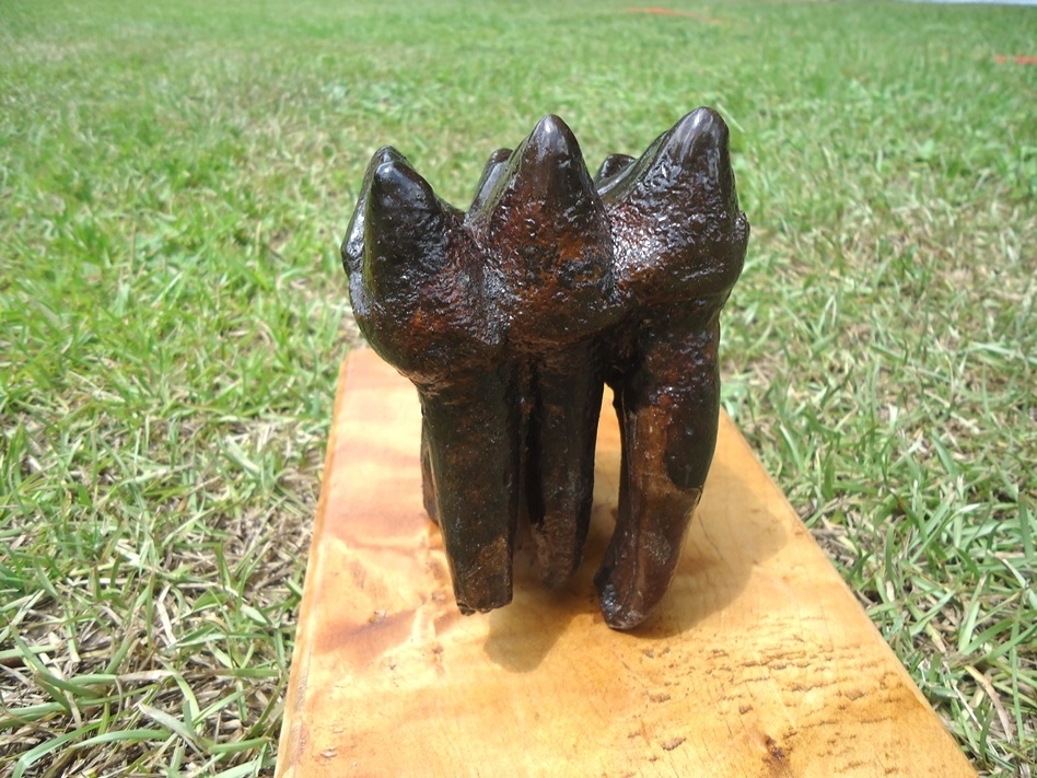 Large image 8 Museum Quality Fully Rooted Mastodon Tooth