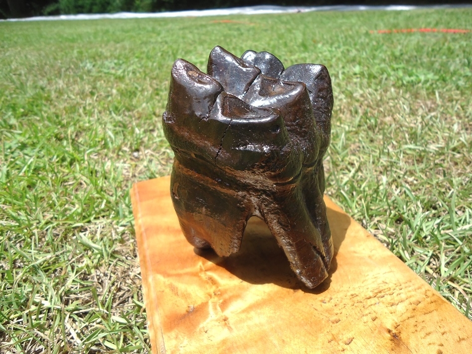 Large image 10 Museum Quality Fully Rooted Mastodon Tooth