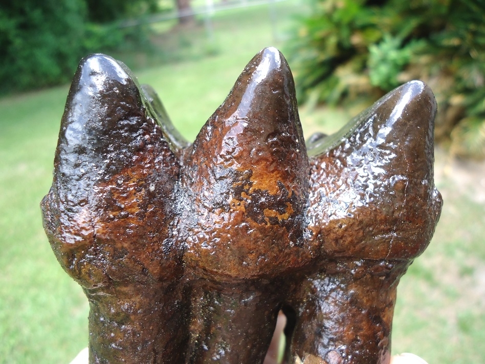Large image 11 Museum Quality Fully Rooted Mastodon Tooth