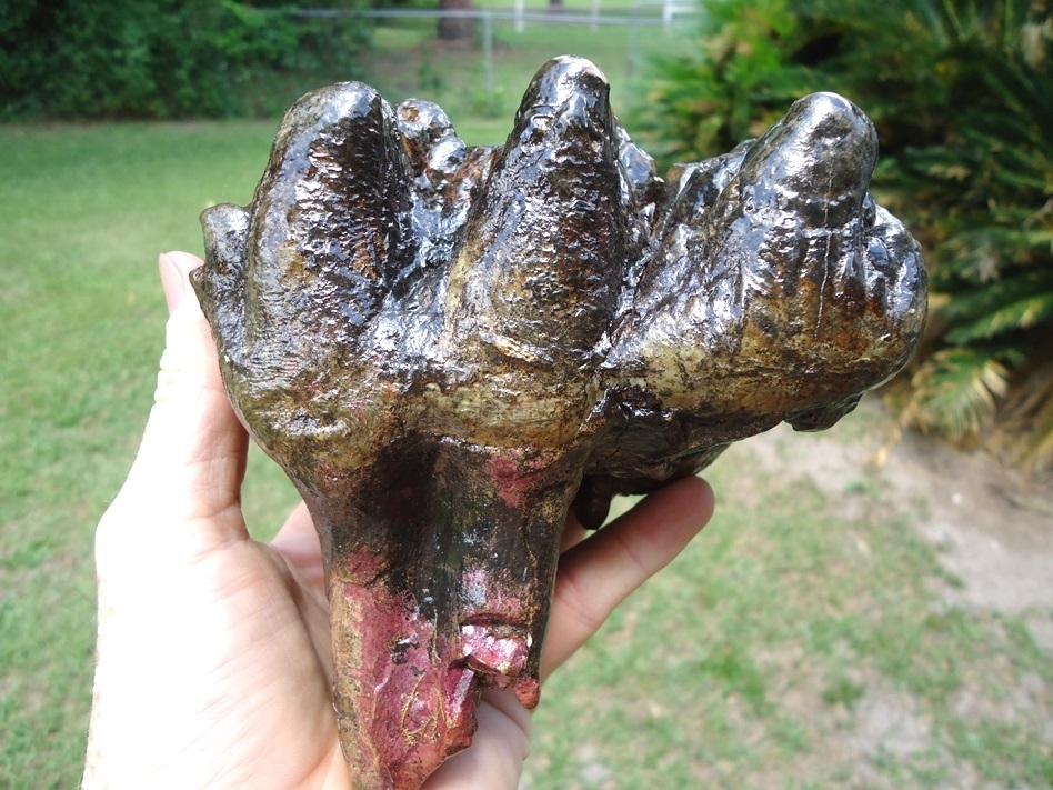 Large image 1 World Class Florida Gomphothere Tooth