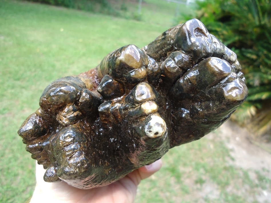 Large image 2 World Class Florida Gomphothere Tooth