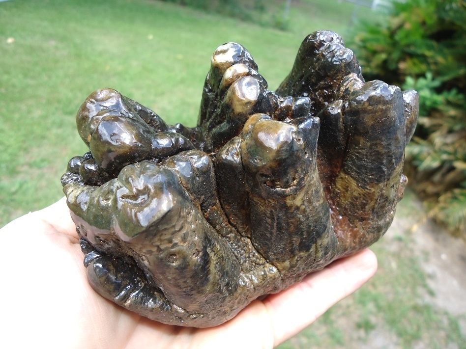 Large image 3 World Class Florida Gomphothere Tooth