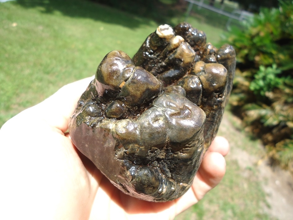 Large image 4 World Class Florida Gomphothere Tooth