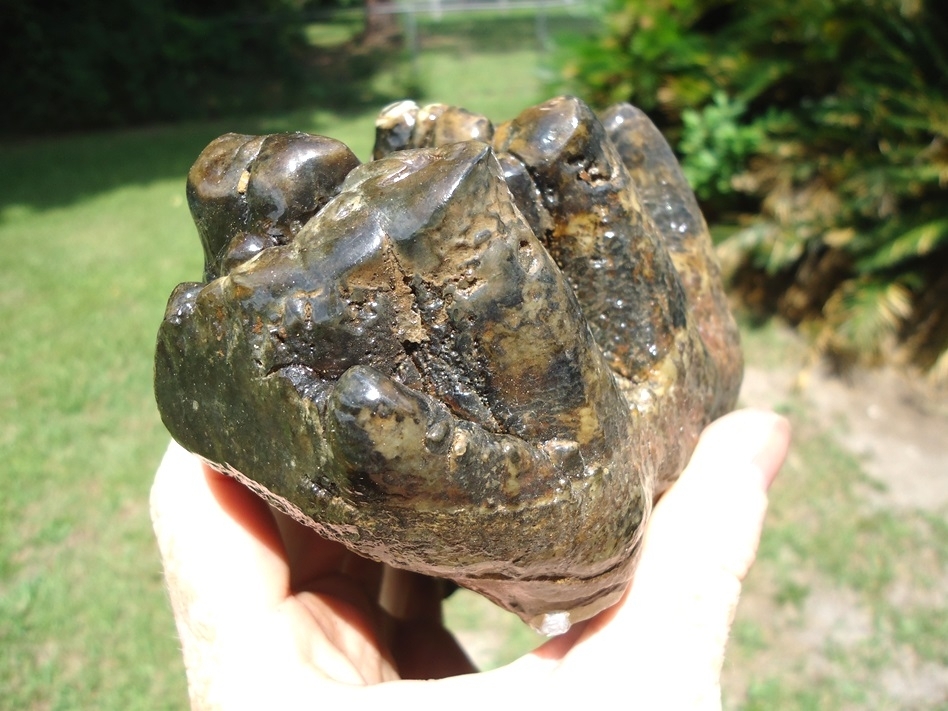 Large image 7 World Class Florida Gomphothere Tooth