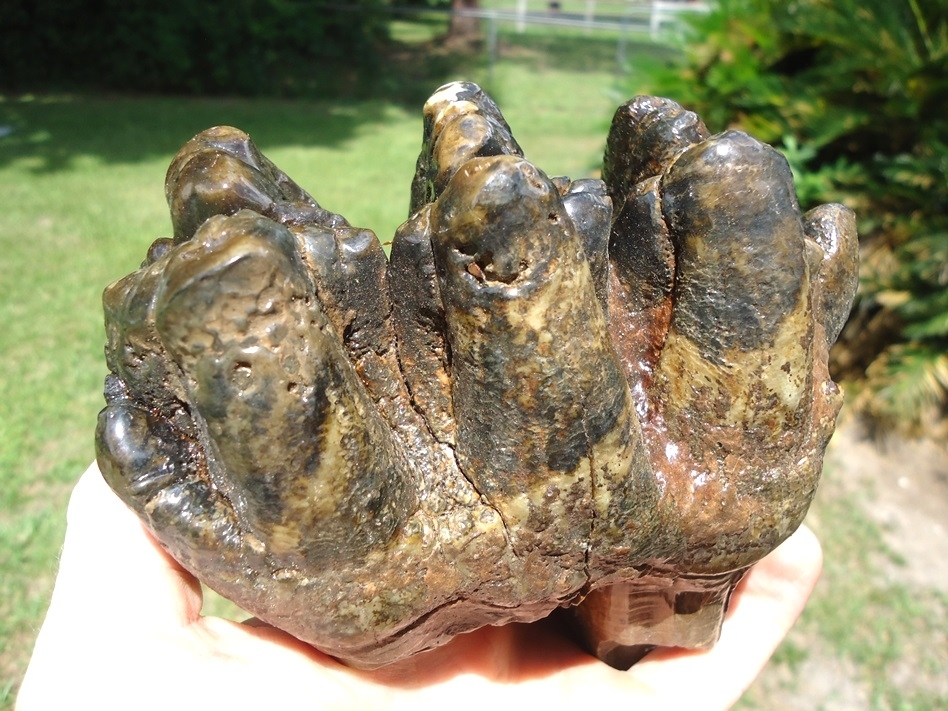 Large image 8 World Class Florida Gomphothere Tooth