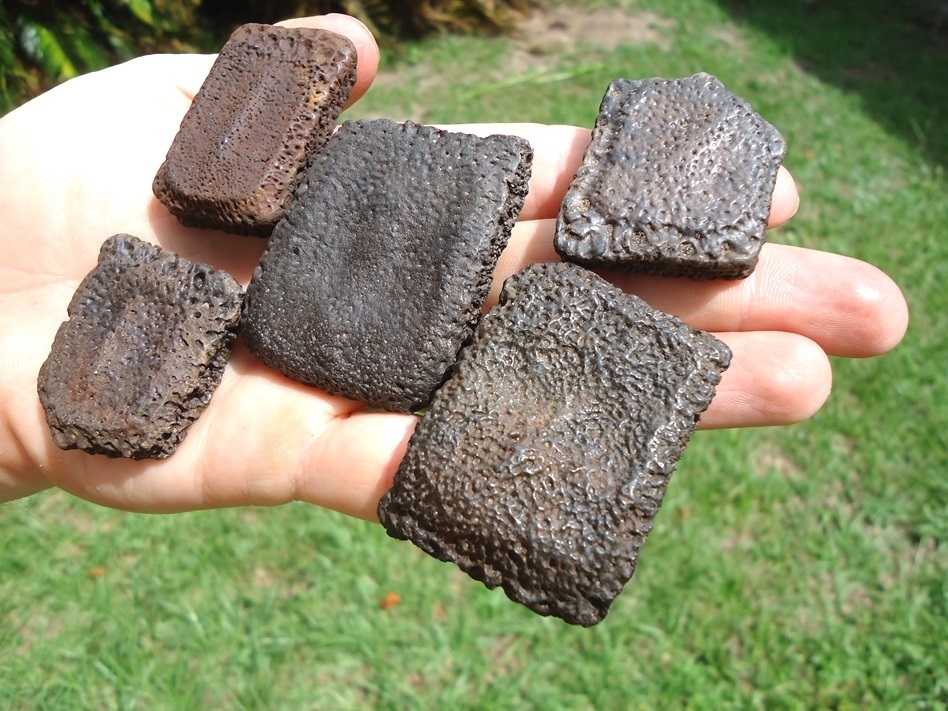 Large image 2 Five Top Quality Giant Armadillo Scutes