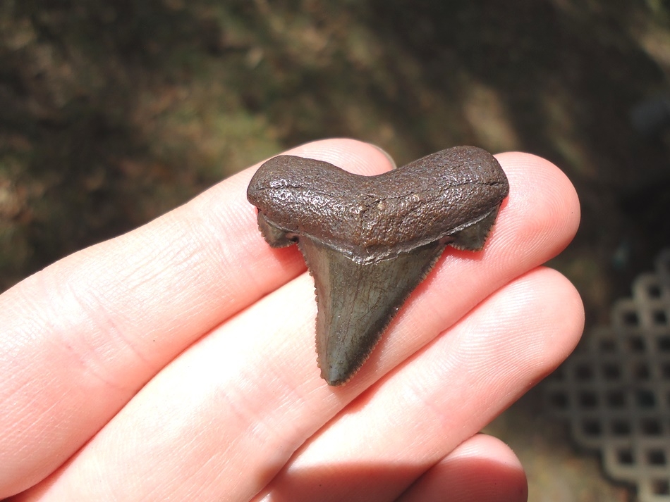 hand holding a shark tooth