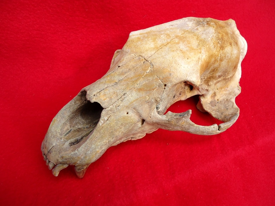 bear skull