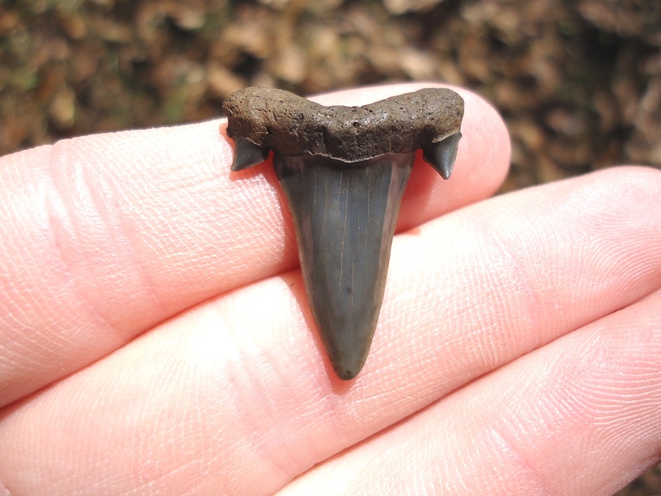 Rare Eocene Mackerel Shark Tooth