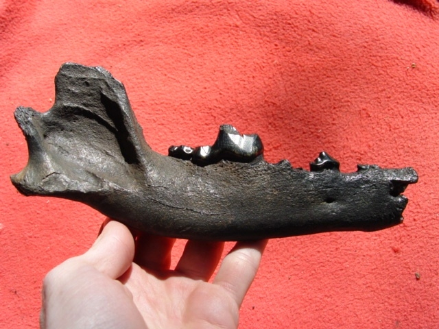 Dire Wolf Mandible