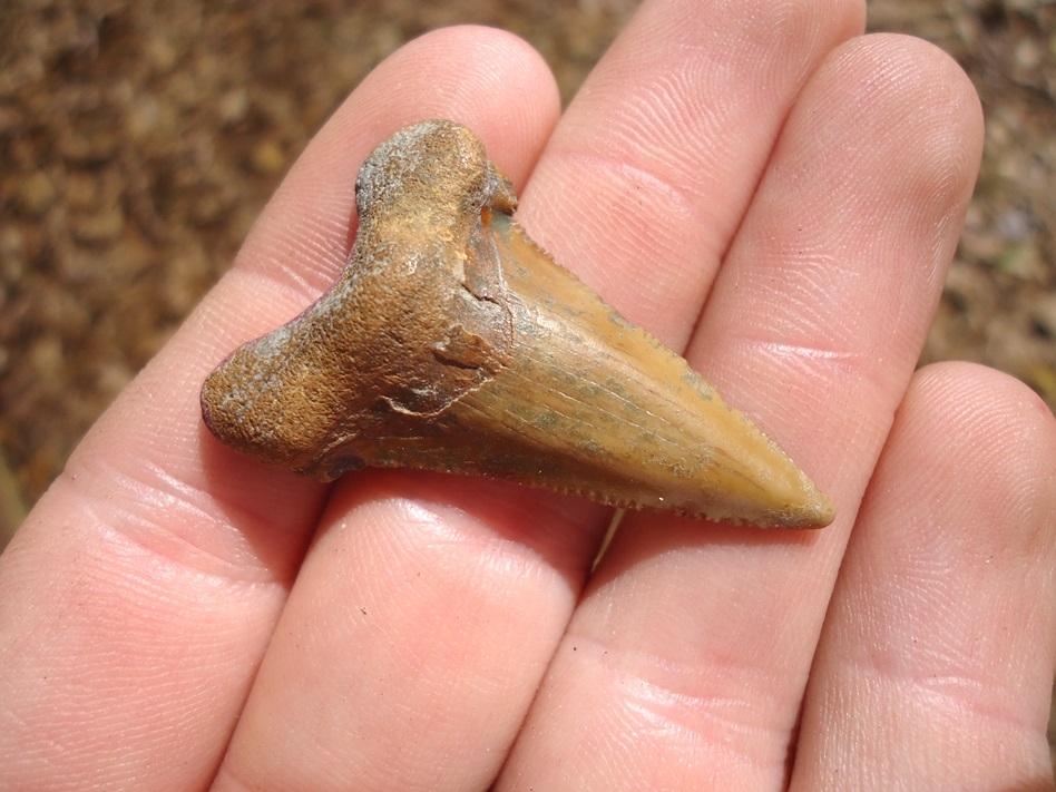 Juvenile Auriculatus Shark Tooth