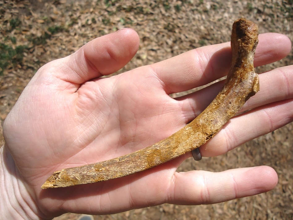 Black Bear Rib Bone