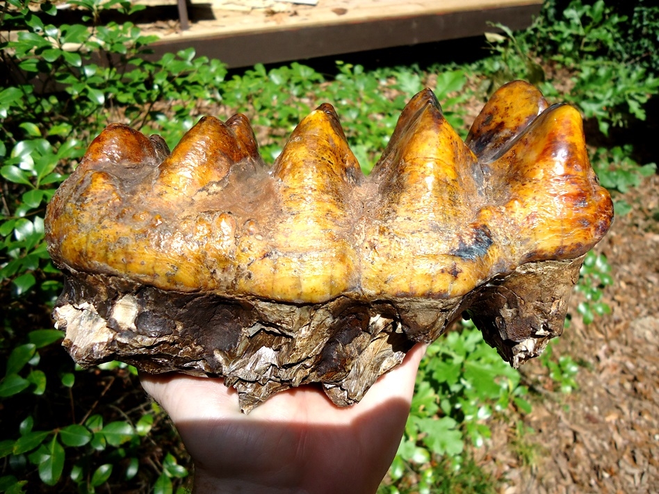 Stunning Orange Five-Hump Mastodon Tooth