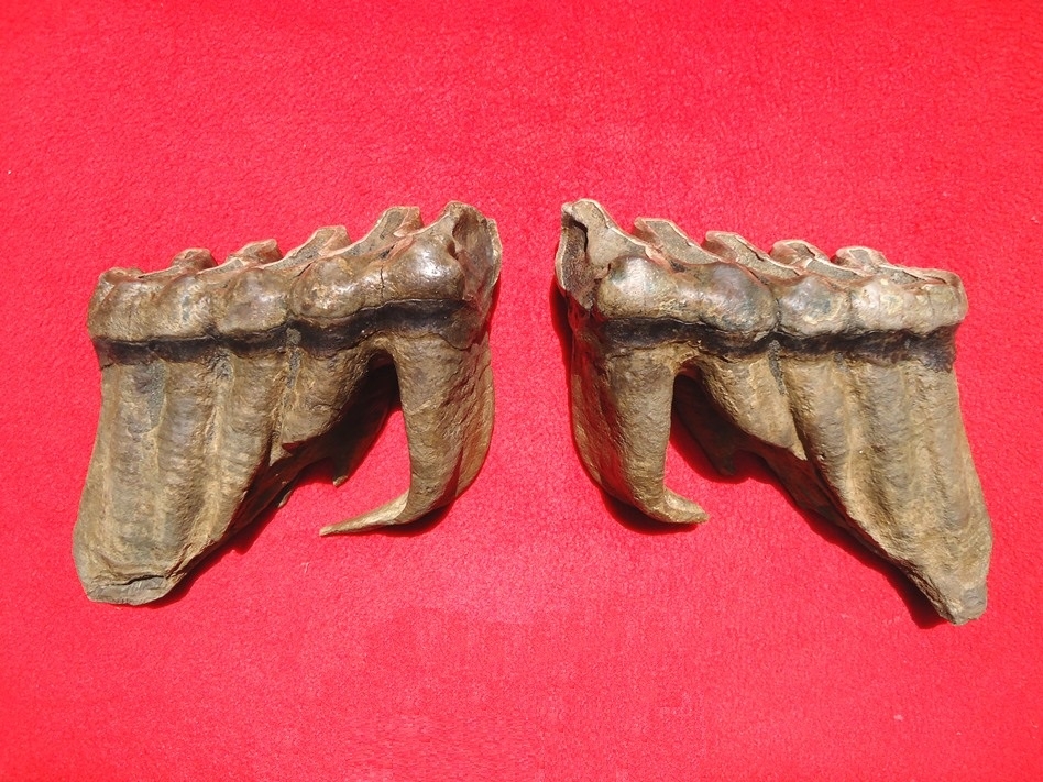 Matched Pair of Six Hump Mastodon Teeth