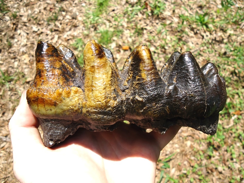 Top Quality Five-Hump Mastodon Tooth