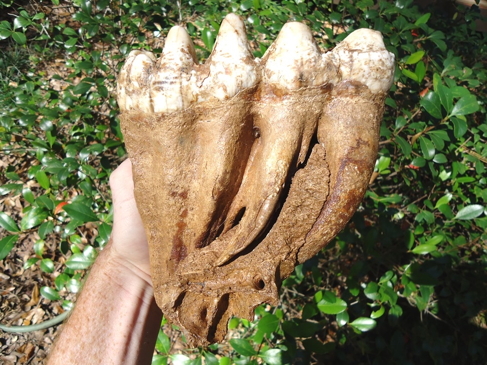 Fully Rooted White Mastodon Molar