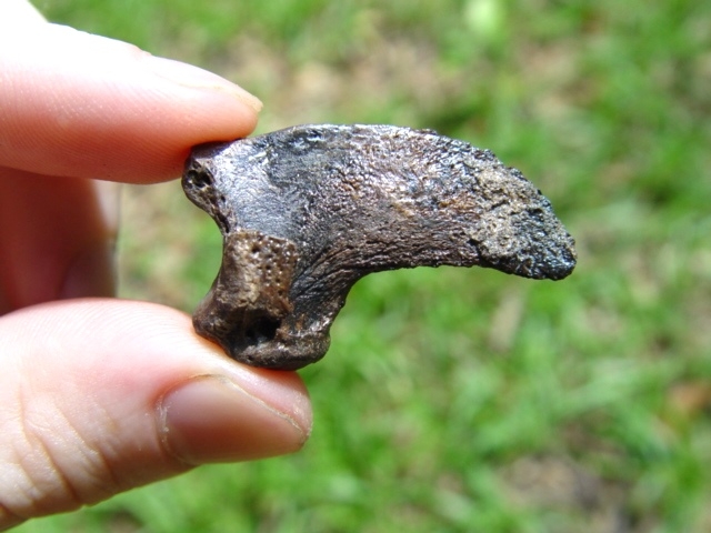 Choice Spectacled Bear Claw Core