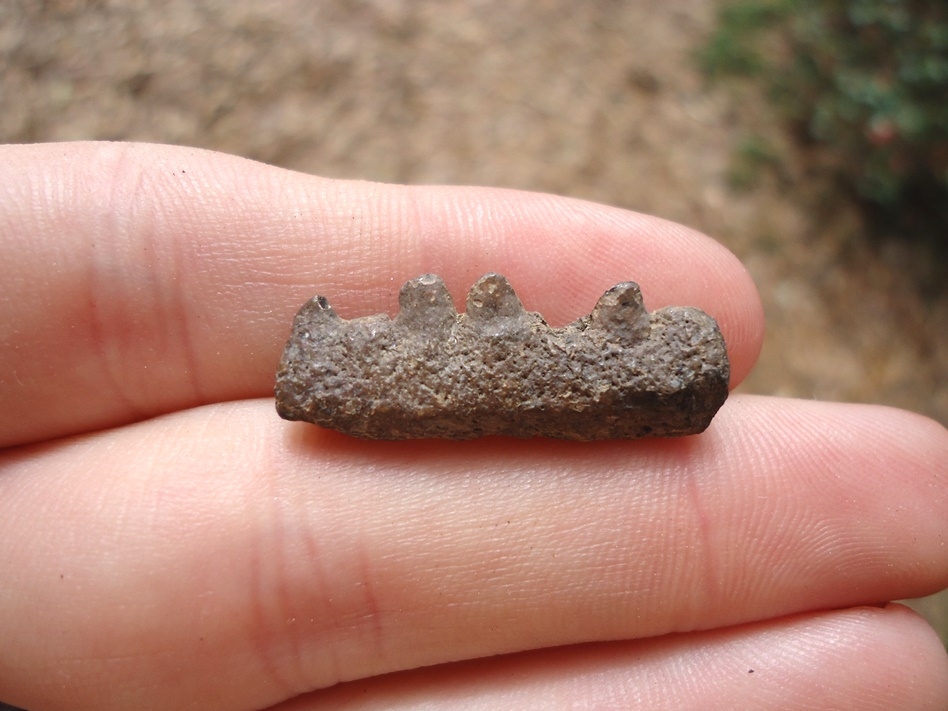 Section of Eocene Fish Mandible